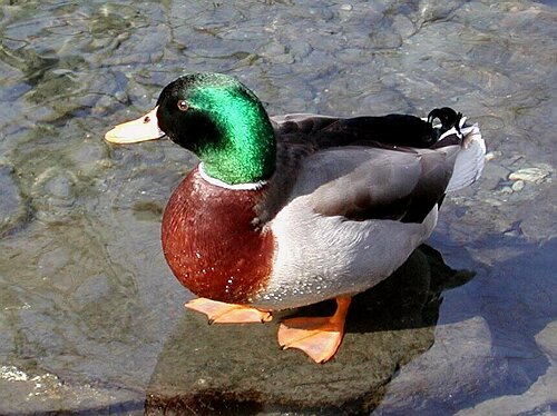 Duck -- Canard colvert