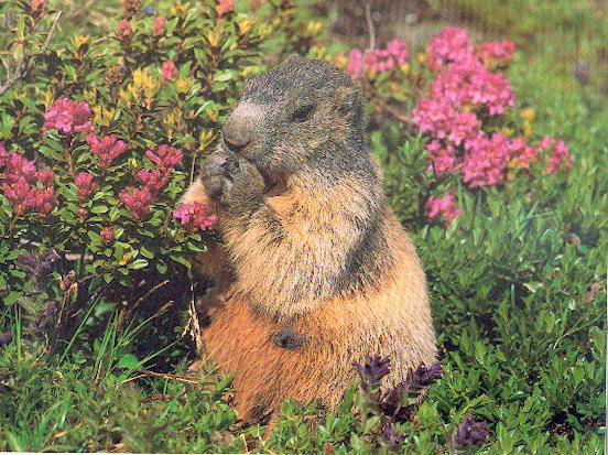 Marmotte