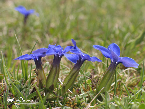 Gentianes (flowers) - Gentianes (fleurs)