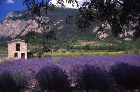 Lavanda (flowers) - Lavande (fleurs)